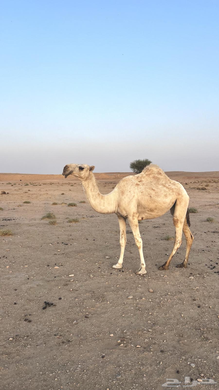 بكره وضحا ضريبه64622724981506112