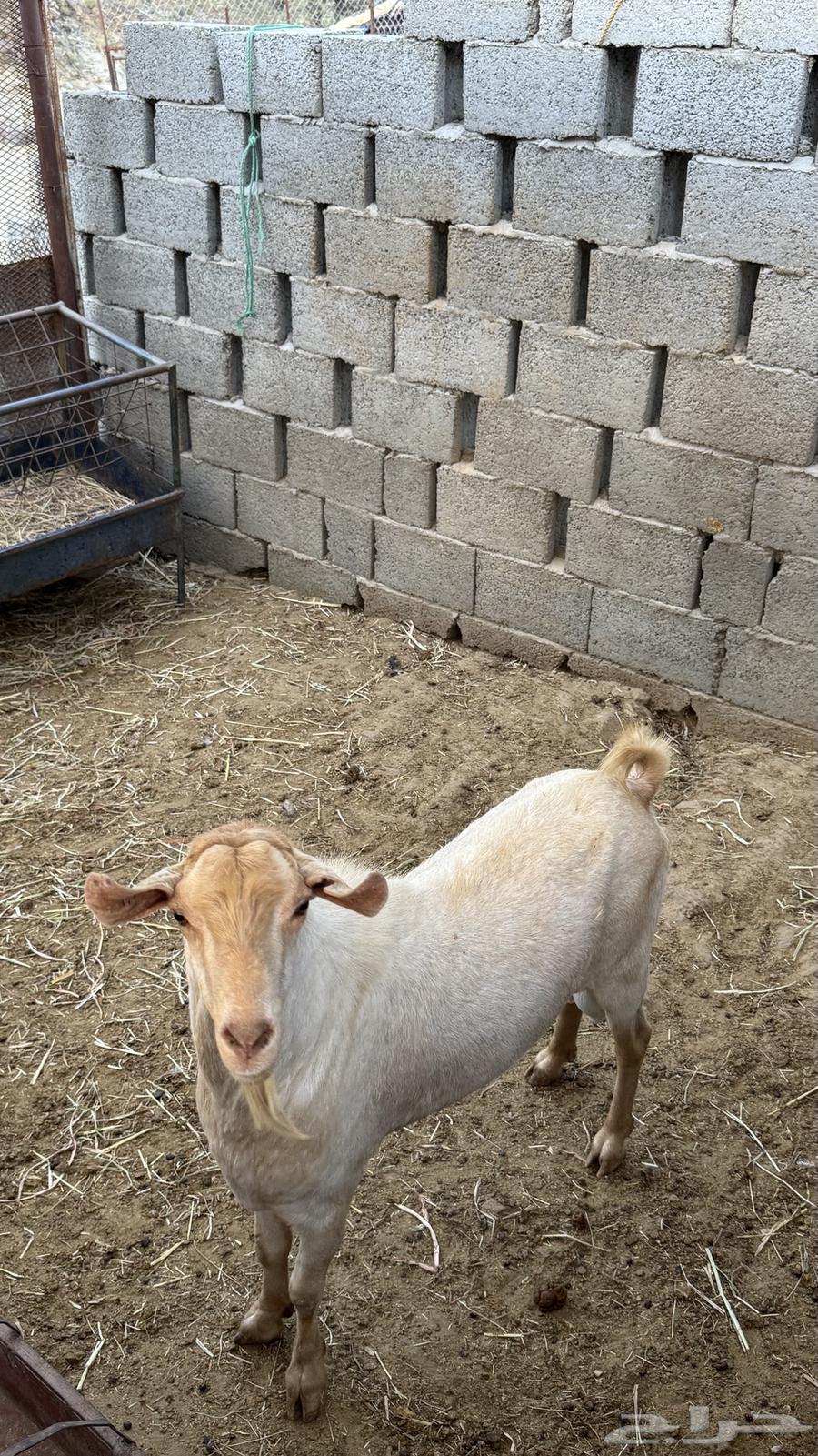 Buck goat for sale, mature, yellow color called 'Amlah'64609138327681111