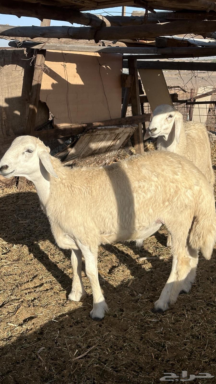 طليان حري فاخره ثلاجه ولضيوف64620855110274111