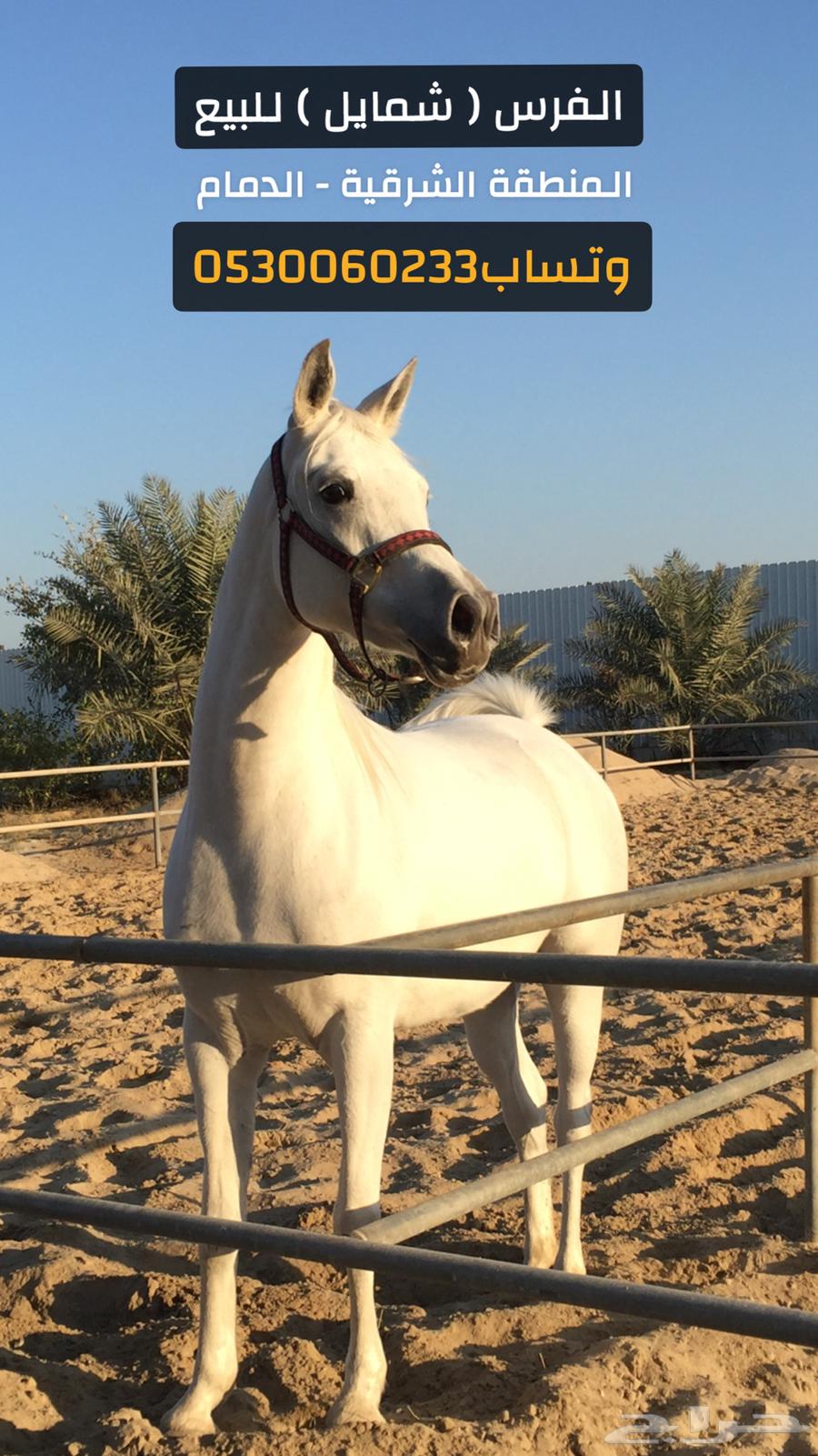 فرس واهو والبيع شعبي64617188077443110