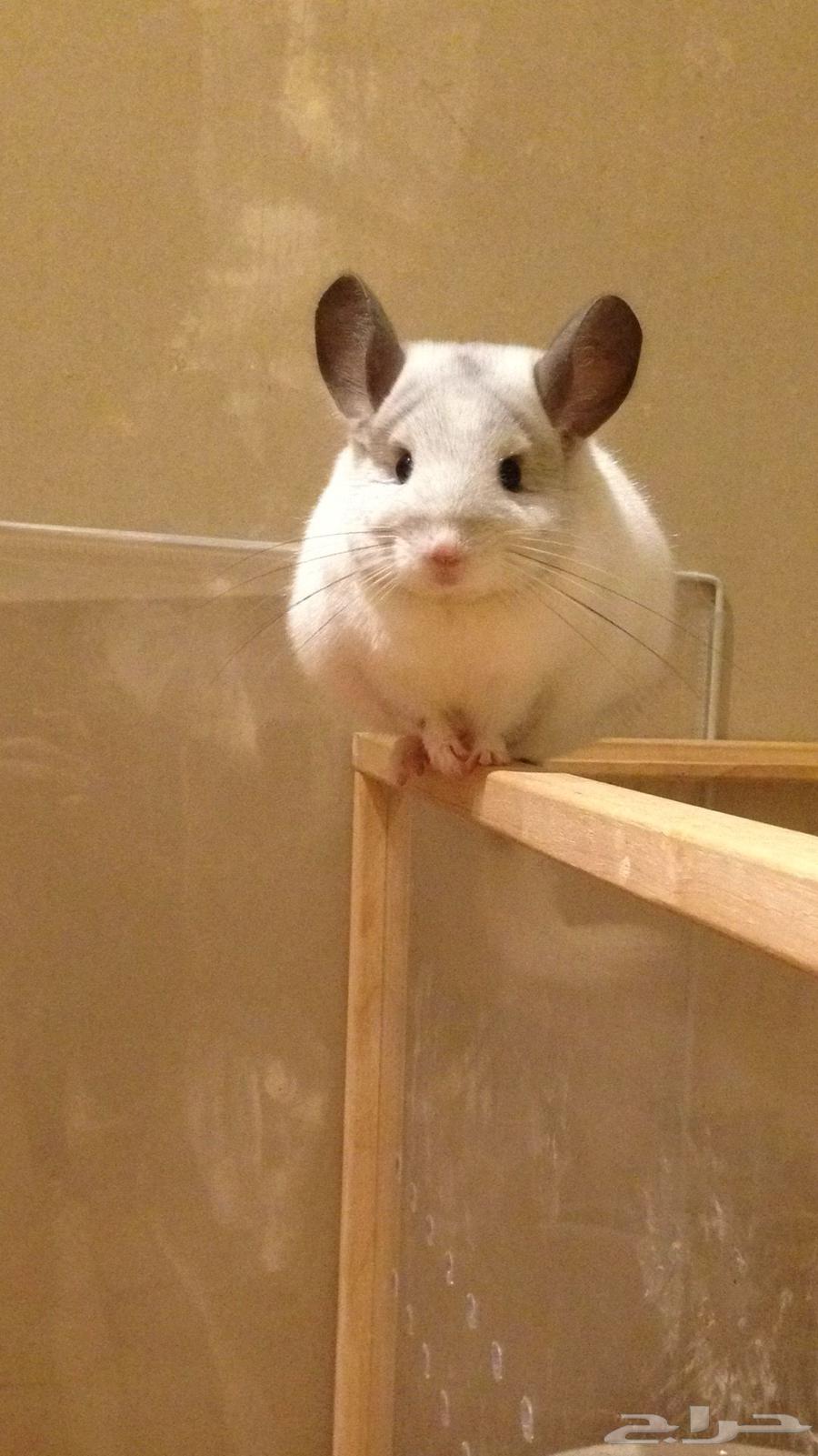 جوز شنشلا للبيع64588557250050110