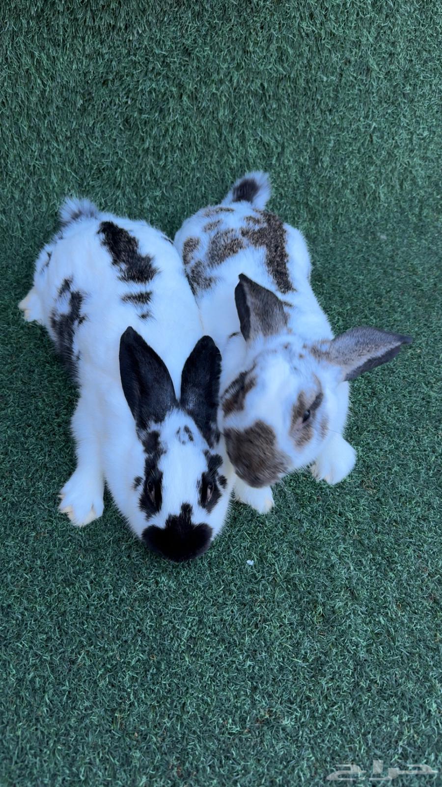 عرضين ارانب سلالات عملاقة (تم البيع)64619229766402110