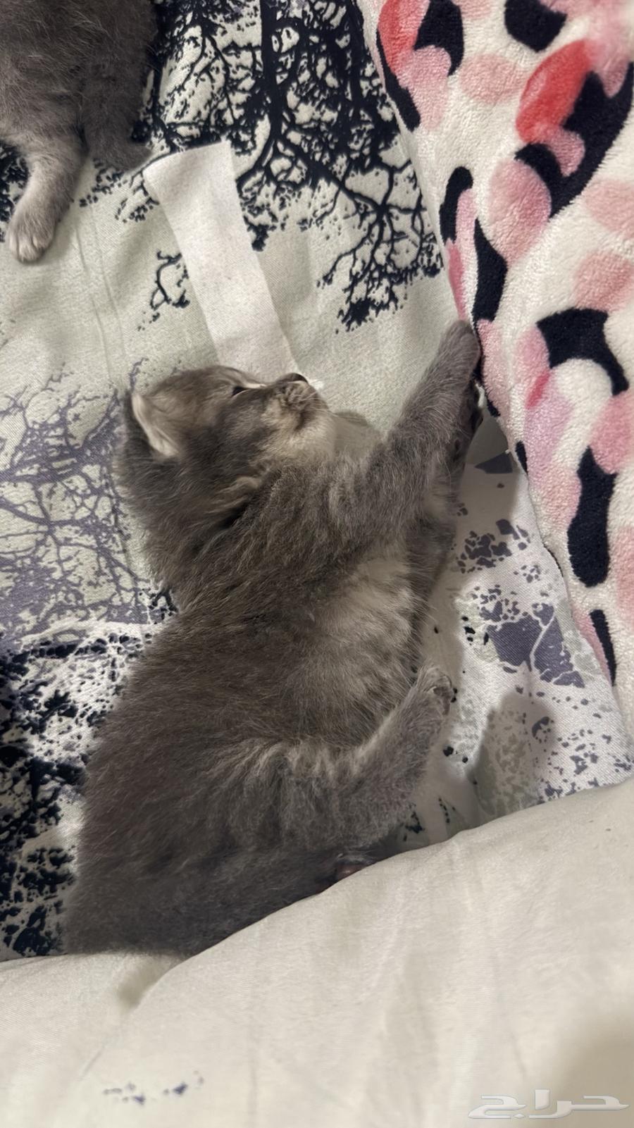 كتنز للبيع عمرها 20 يوم64623640179074110