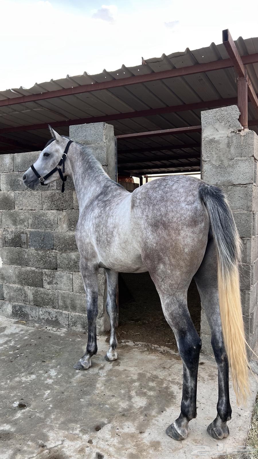 مهره عربيه شعبيه64616467828482110