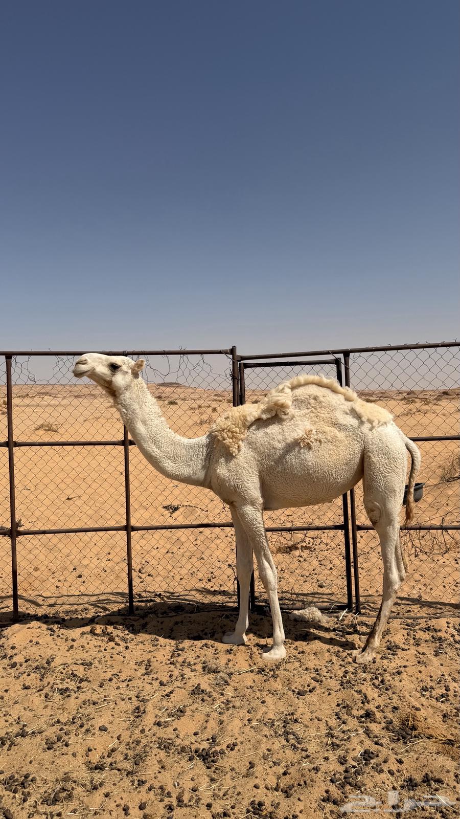 للبيع بكره رمانيه64621567406337110