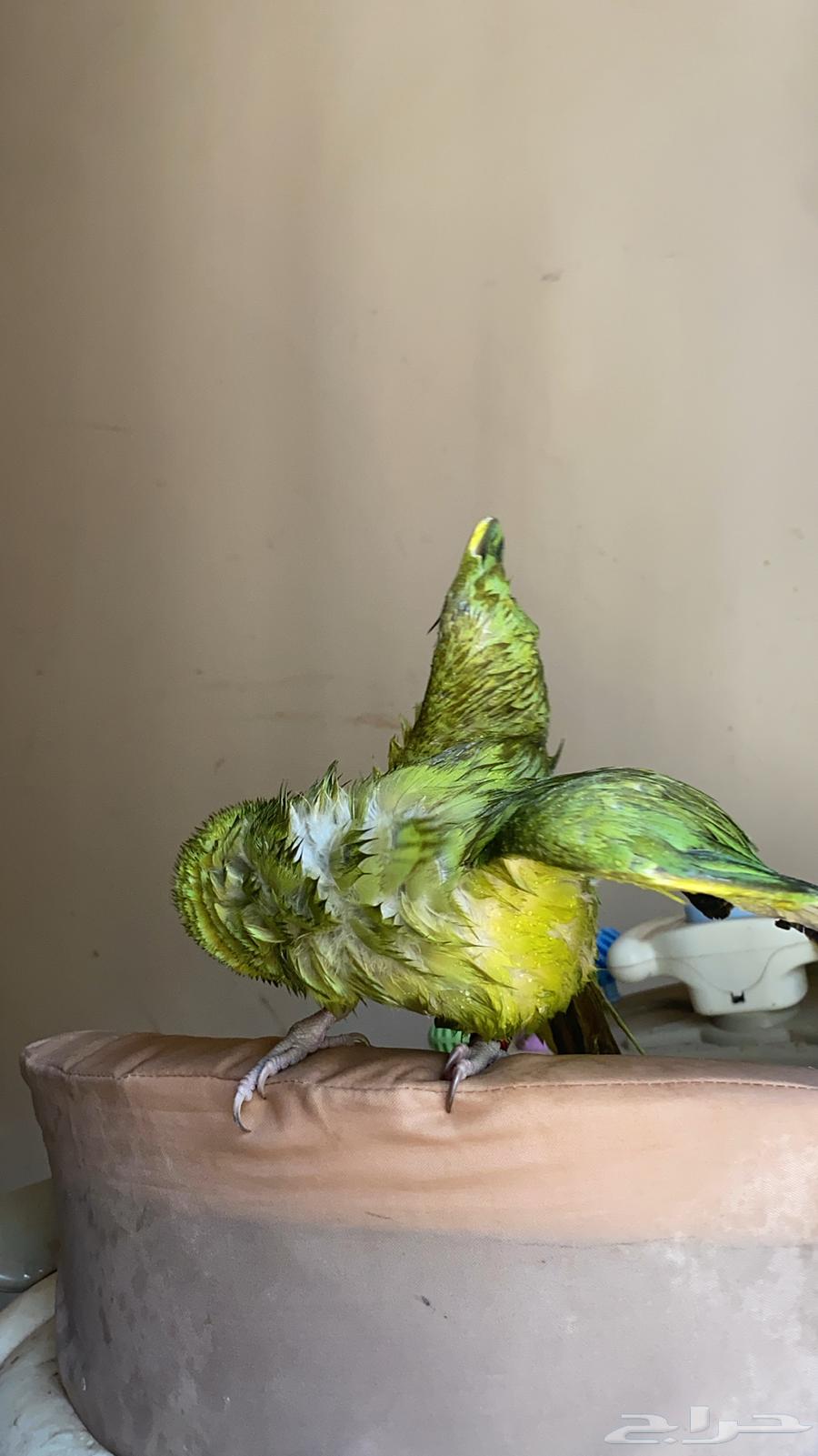 أنثى دره هندي اليف64618326742401114