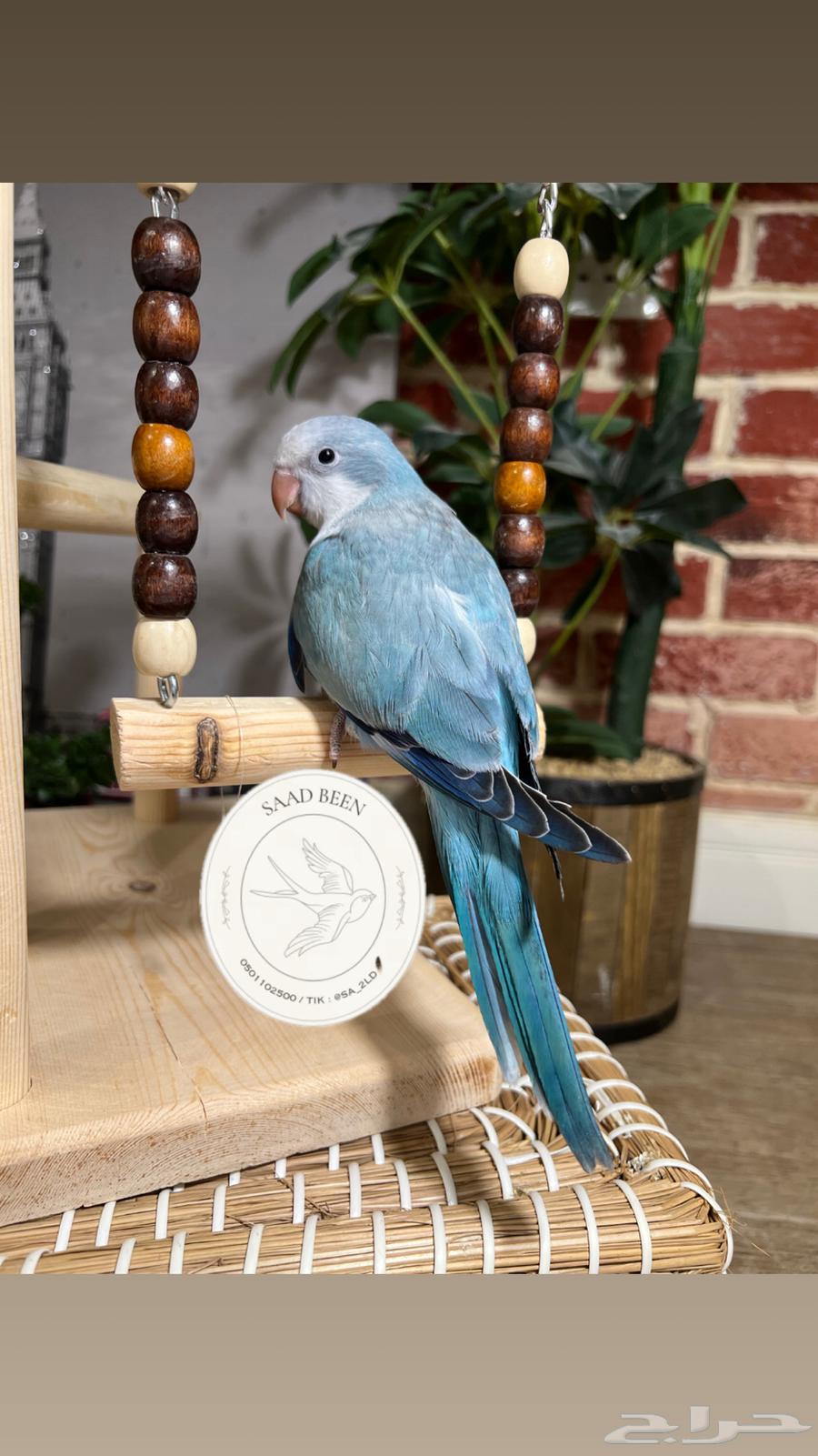 ببغاء كويكر هدد64624744549762110