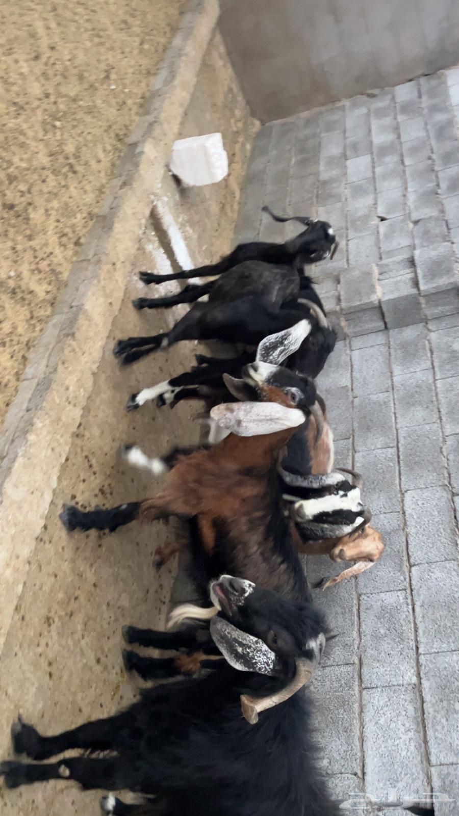 معزه للبيع64619492635906114