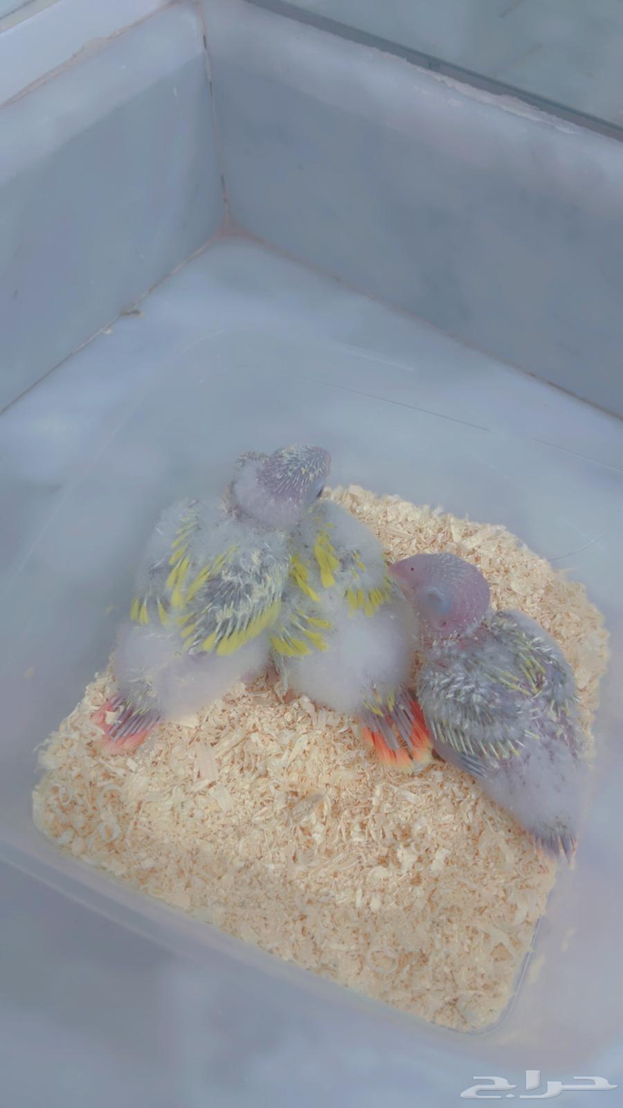 فروخ كنيور صن شك64619630237953112