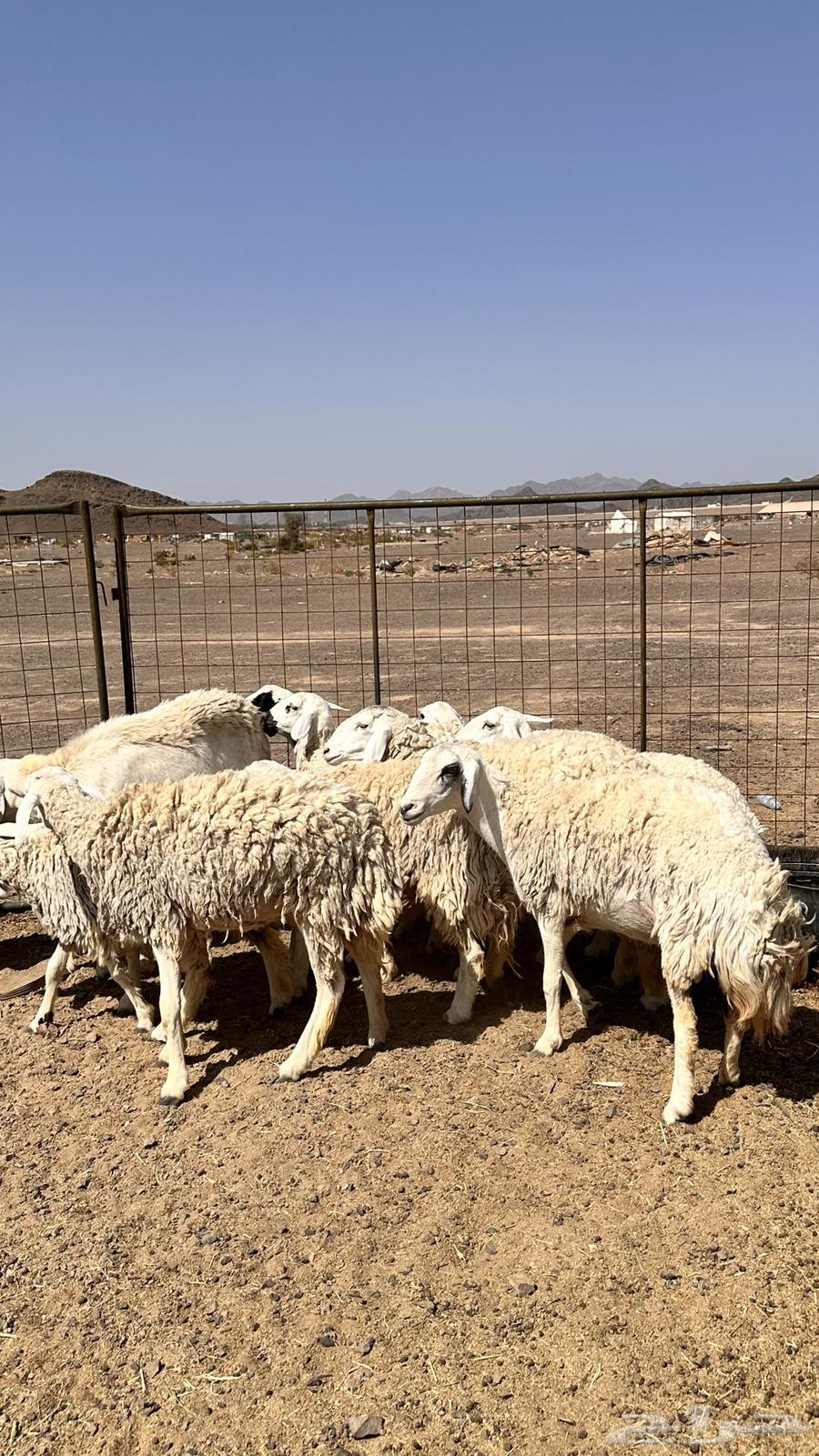 رخال بفحلها تم البيع بفضل الله تابع العضويه ليصلك كل جديد64619229736193114