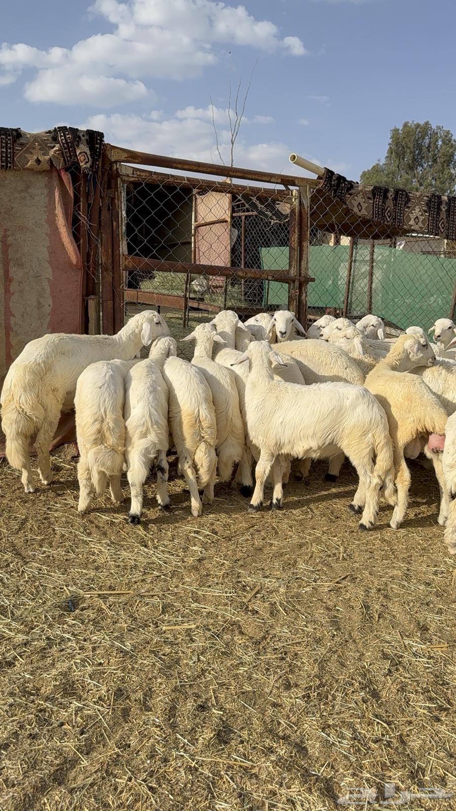 Harsh Sheep64619979952258111