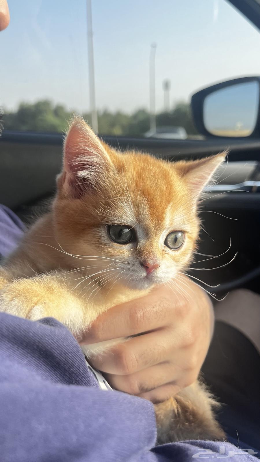 قط سكوتش ستريت قولدن جدآ لطيف64622774939523110