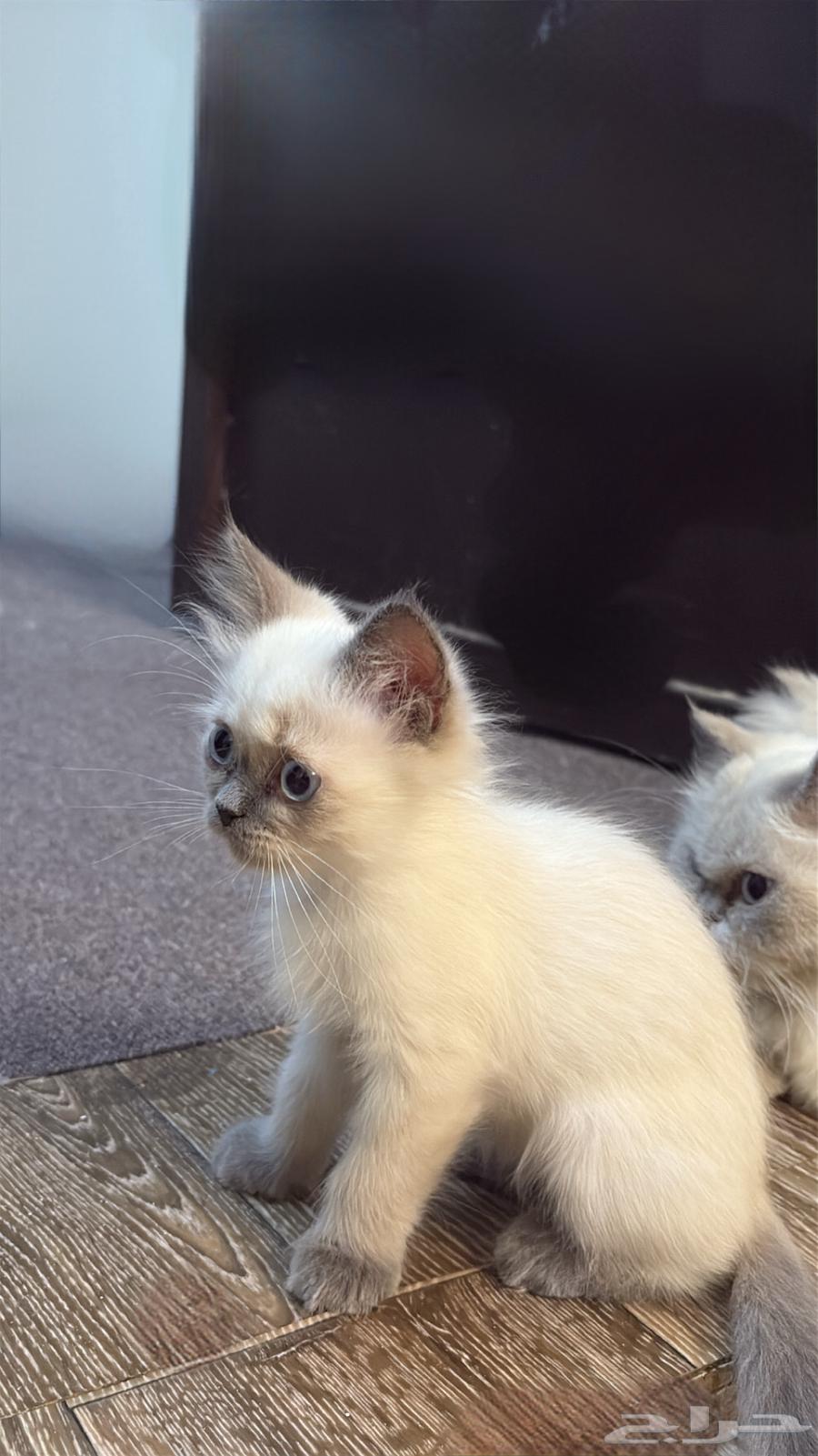 قطة كيتن همالايا للبيع64625209771138110