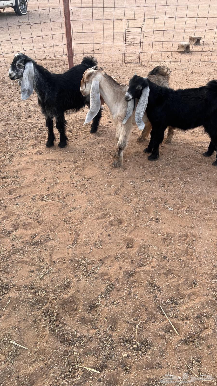 Tayous Mandi64612388219266112