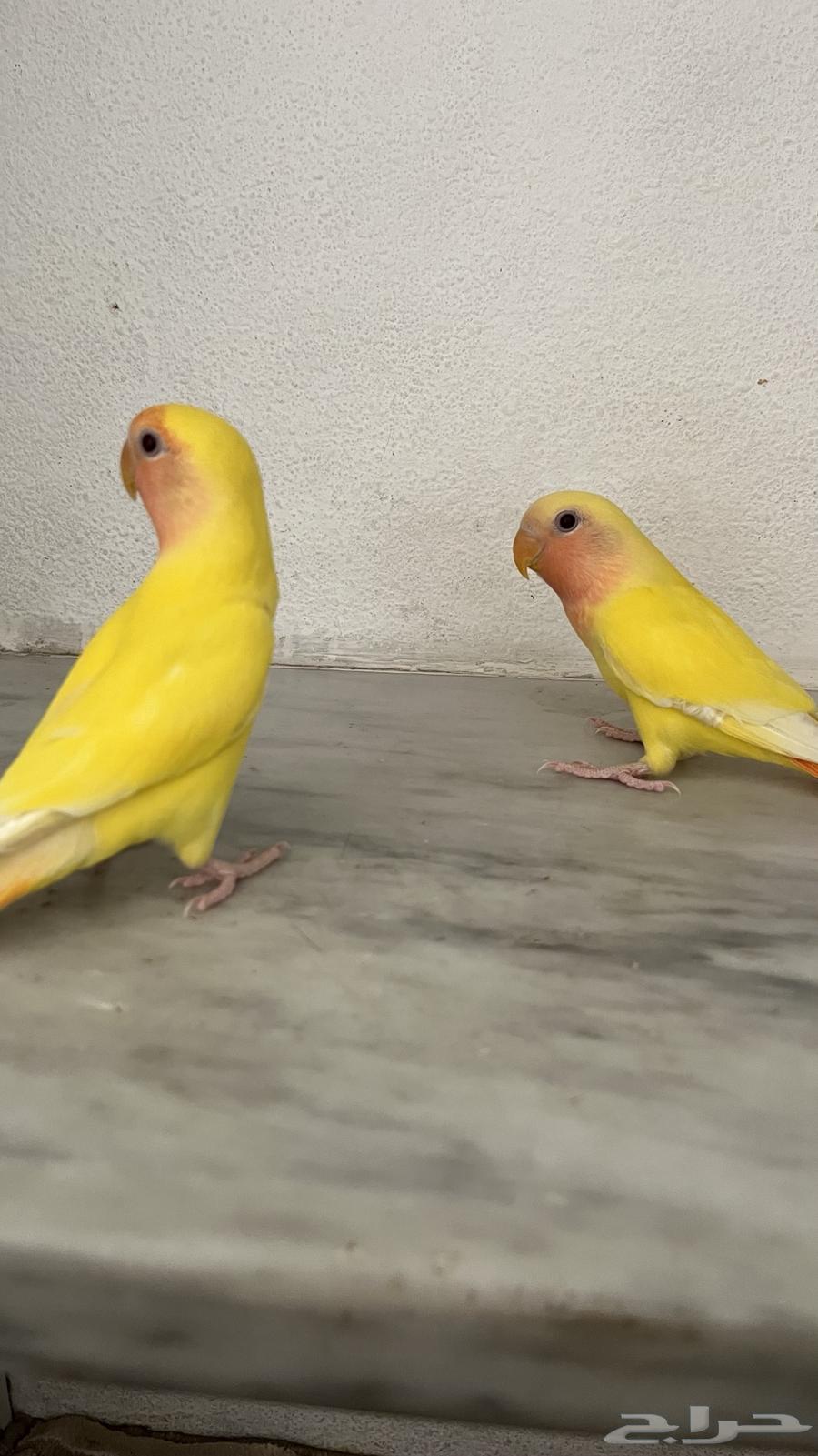 Ferocious Roosters, Weaned, Feed Themselves64623368662402114