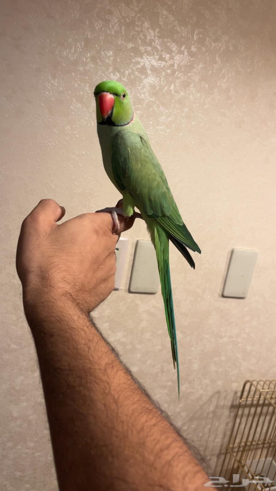 تم البيع تم البيع فحل دره64621204942722110