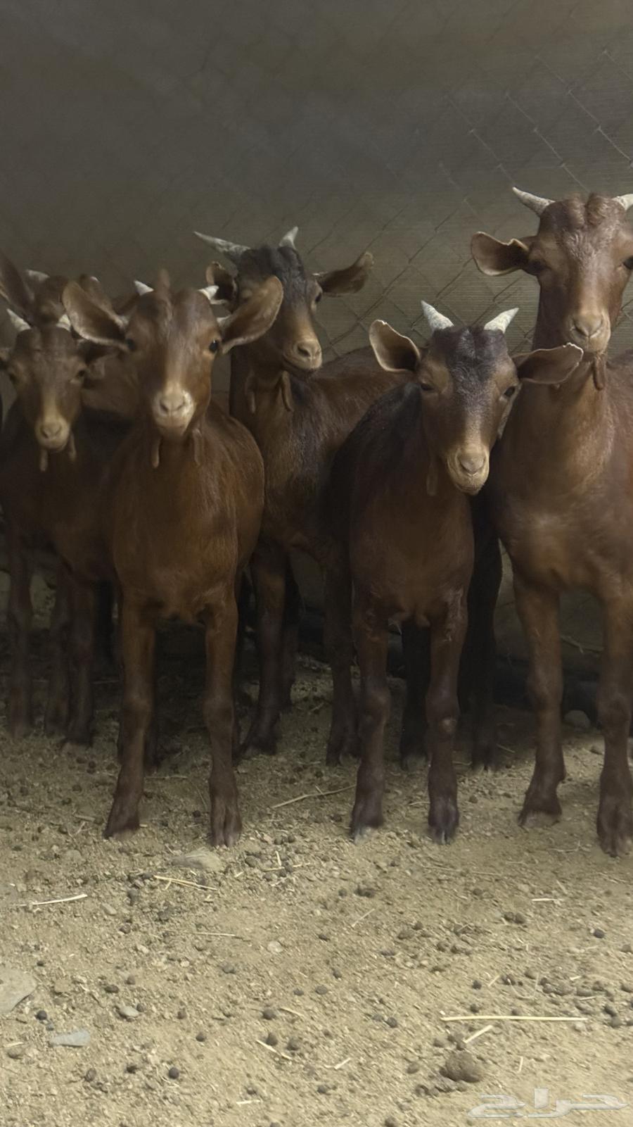 تيوس محايليه جنوبيه64619305173378110