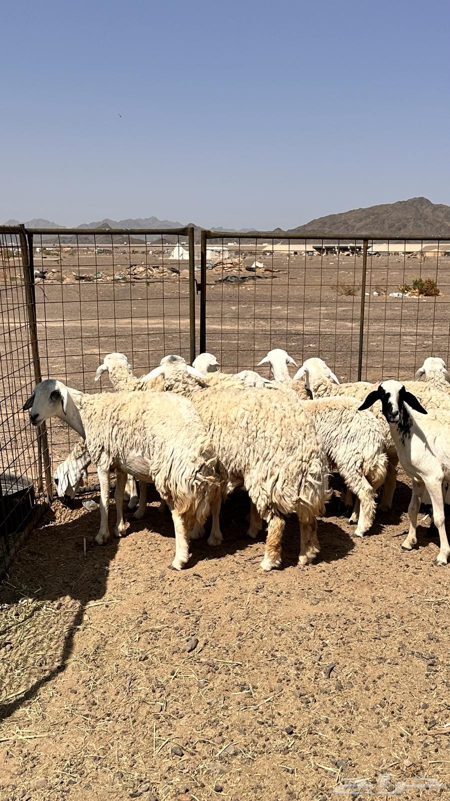 رخال بفحلها تم البيع بفضل الله تابع العضويه ليصلك كل جديد64619229736193110