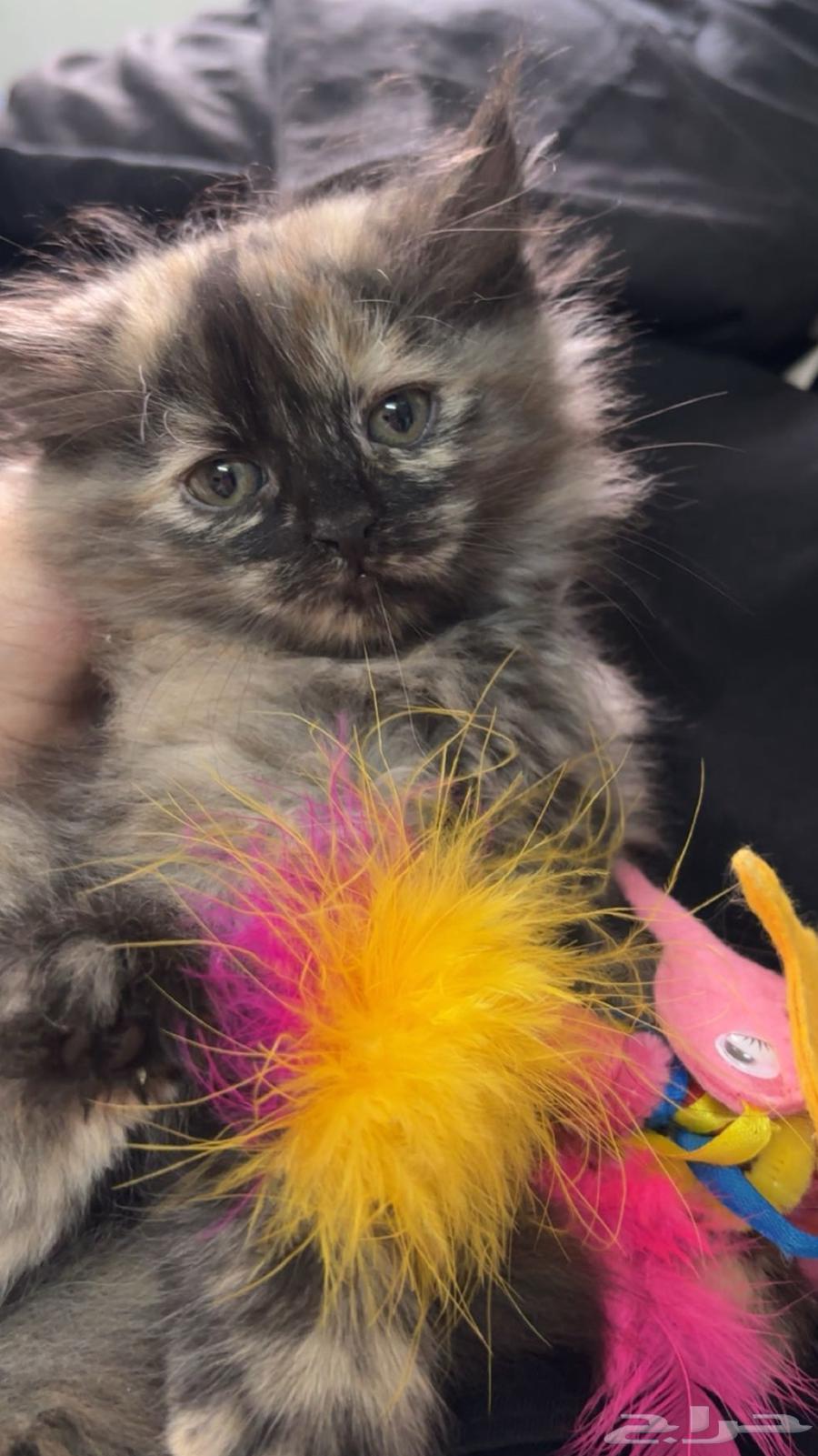 قطط شرازي للبيع64621817166978112