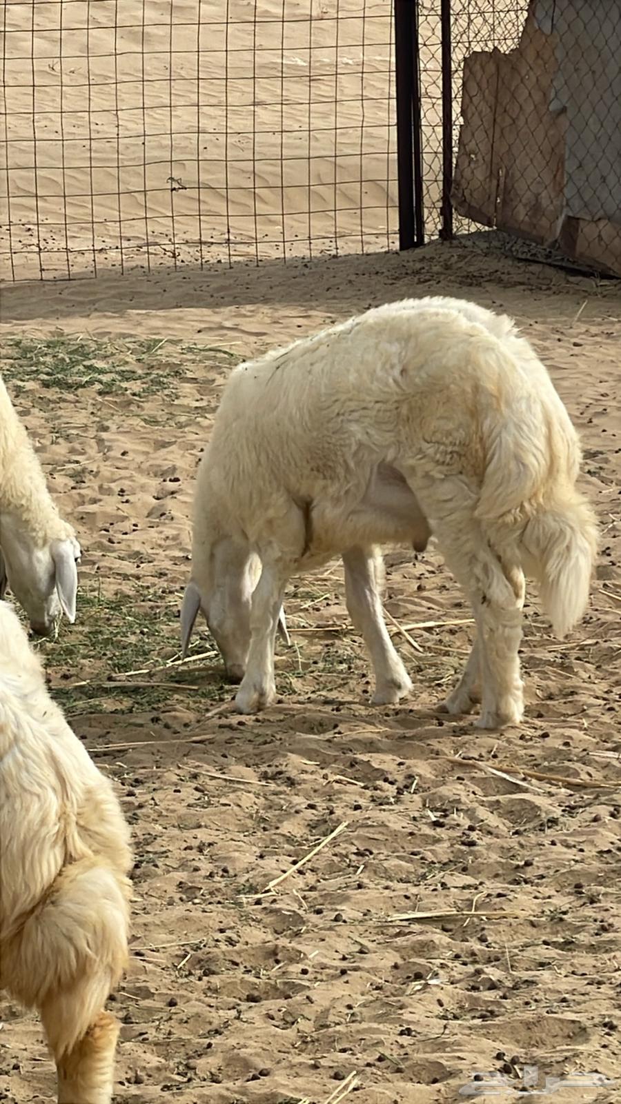 Taliaan: Fat, Meat, and Tip64625441772547110