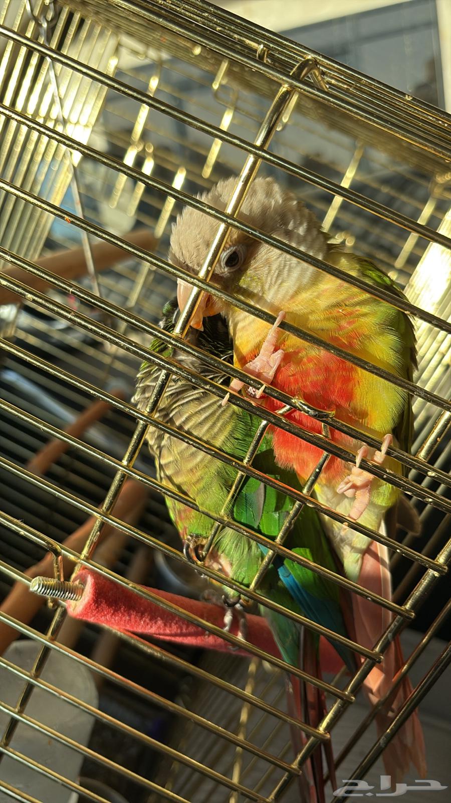 طيرين كنيور هدد داخلي بكامل الملحقات إلفين ولعوبين عمر سنه64621305097347112