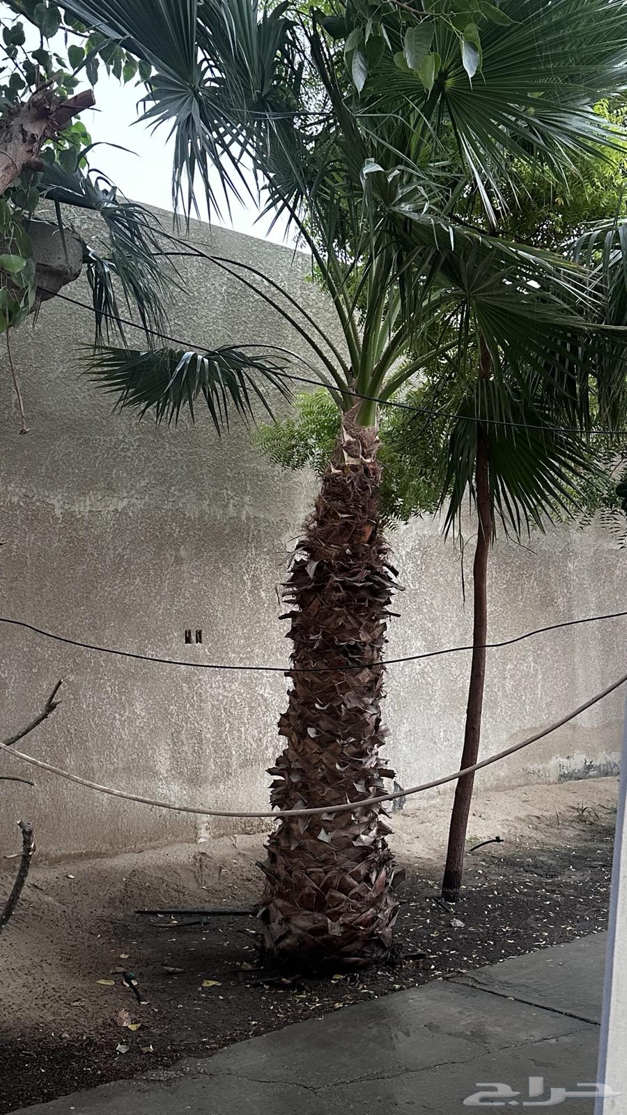 نخل واشنطن طويل64620830190721114