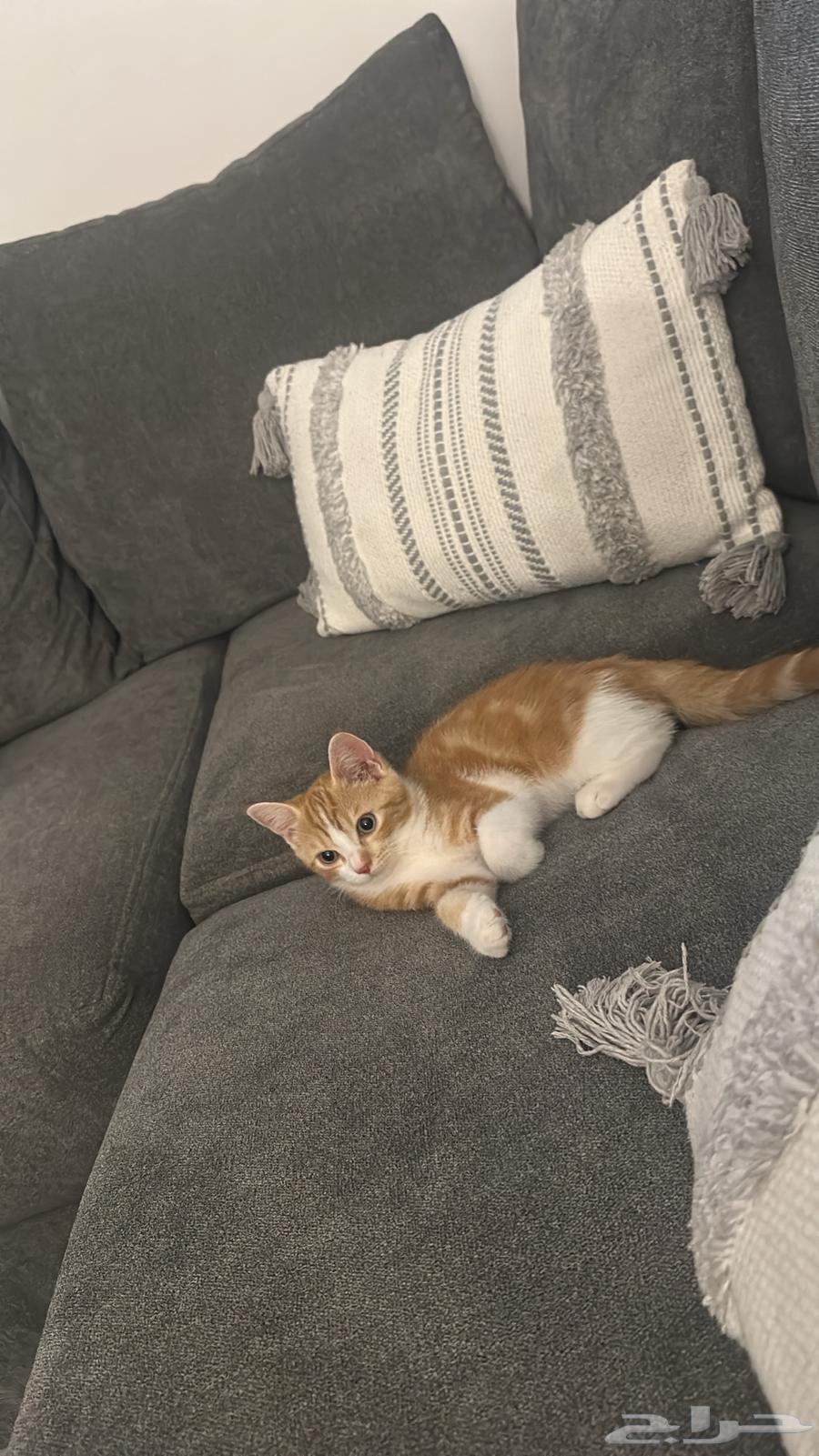 بسه شيرازي عمرها 4 شهور64612957125633110