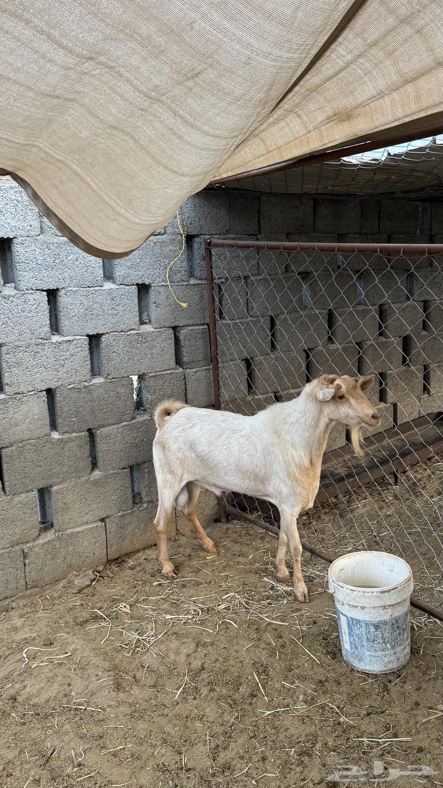 Buck goat for sale, mature, yellow color called 'Amlah'64609138327681110