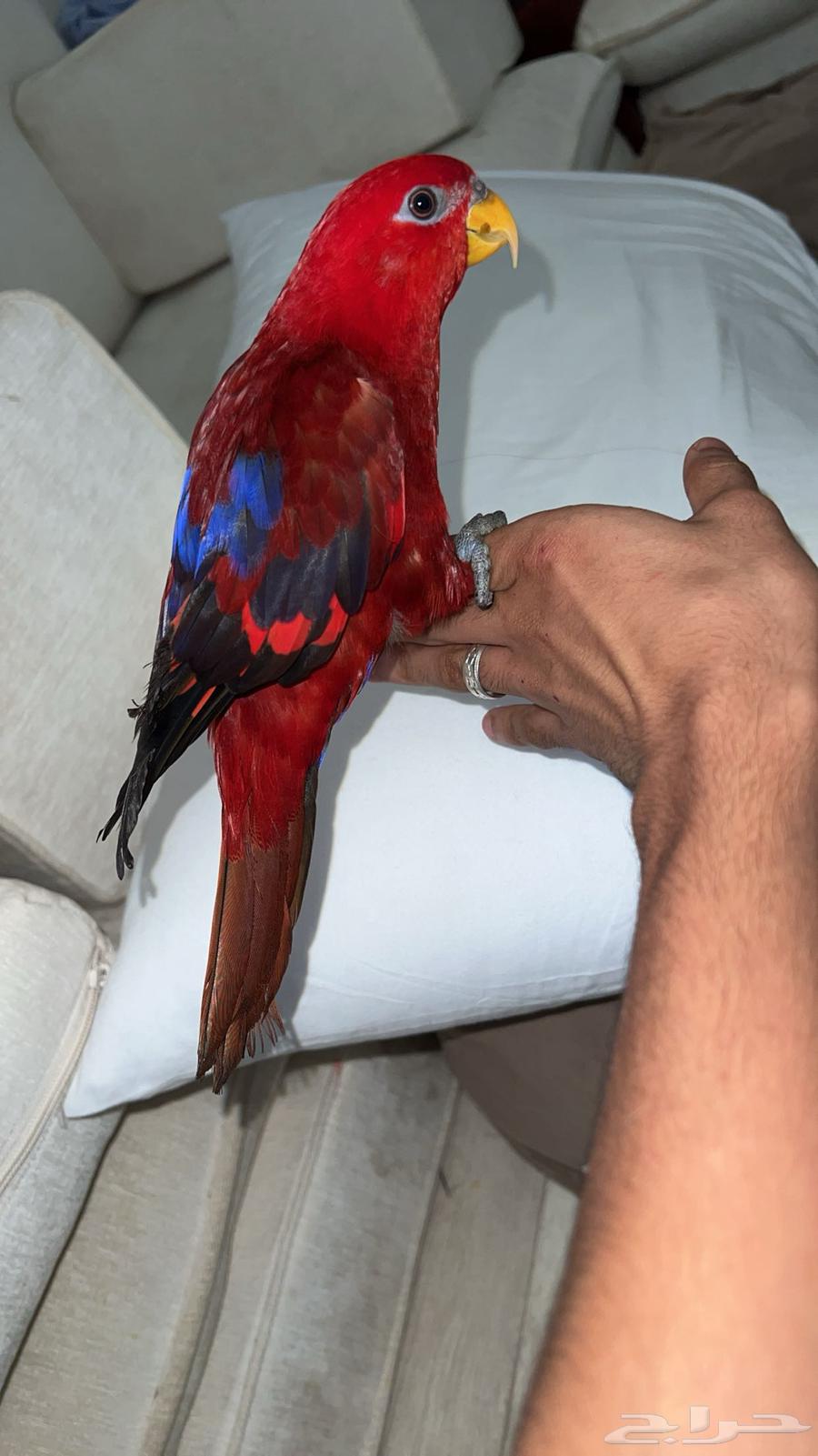 رد لوري اليف ومتكلم تم البيع الله يبارك لراعيه64622103774209112