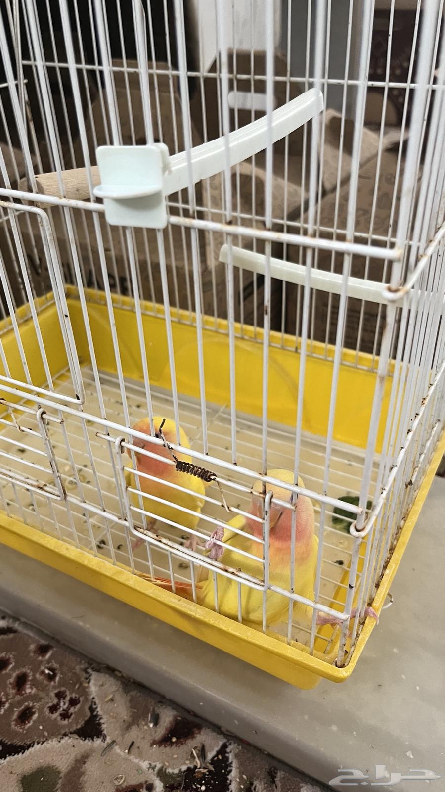 Ferocious Roosters, Weaned, Feed Themselves64623368662402110