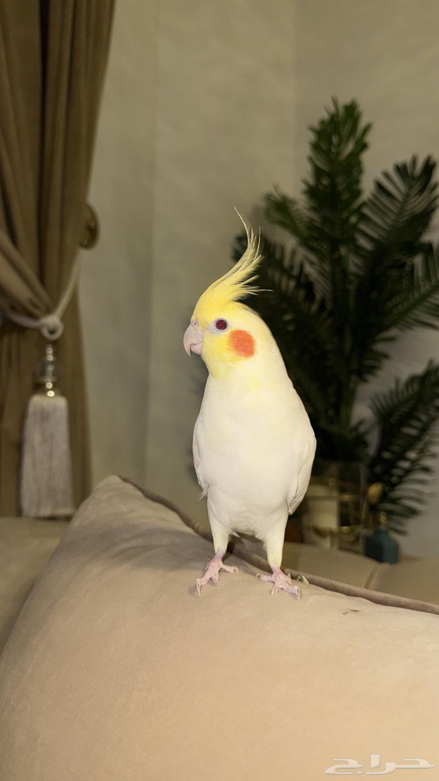 كروان لاتينو اليف64620255024387110