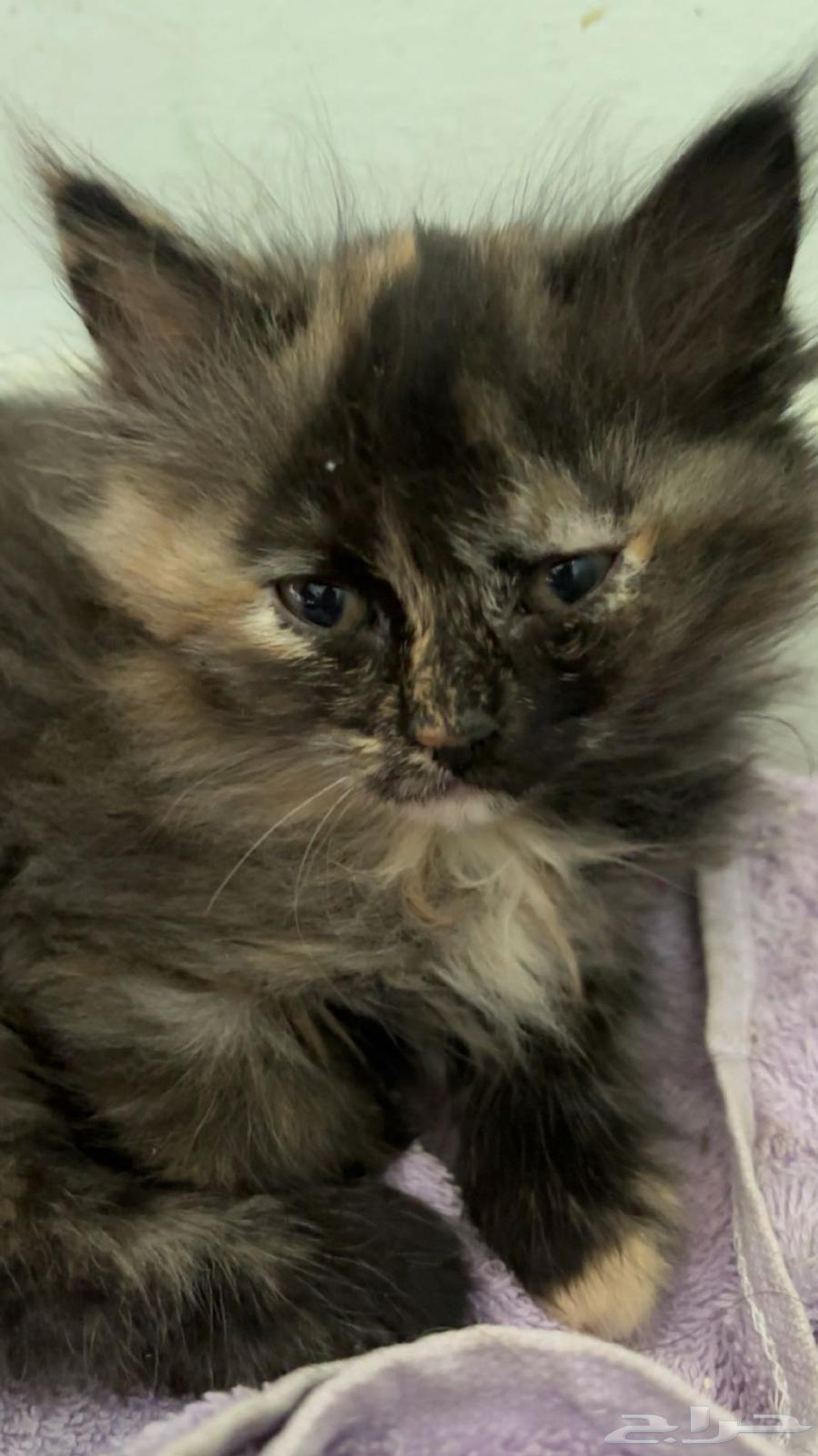 قطط شرازي للبيع64621817166978110