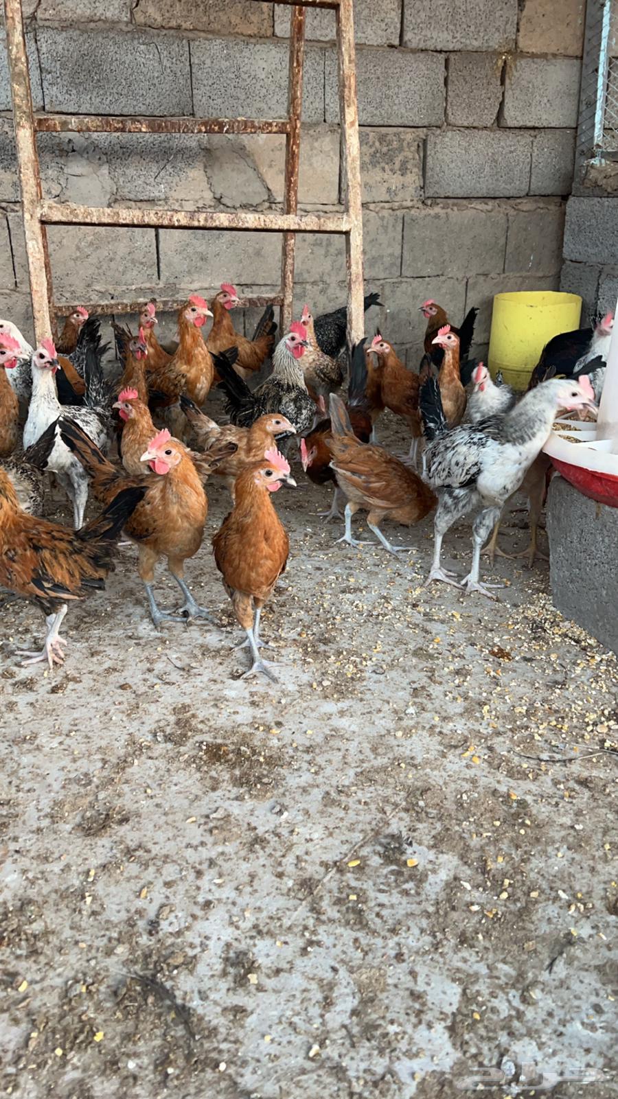 ديوك بلدي للبيع64623256966914110