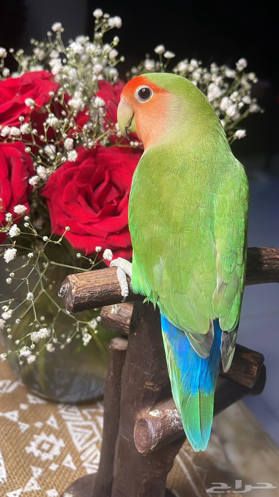 للبيع ببغاء الروز الأليف64623740912513114