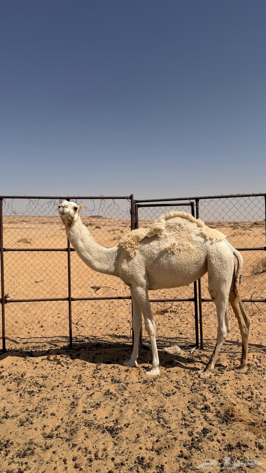 للبيع بكره رمانيه64621567406337113