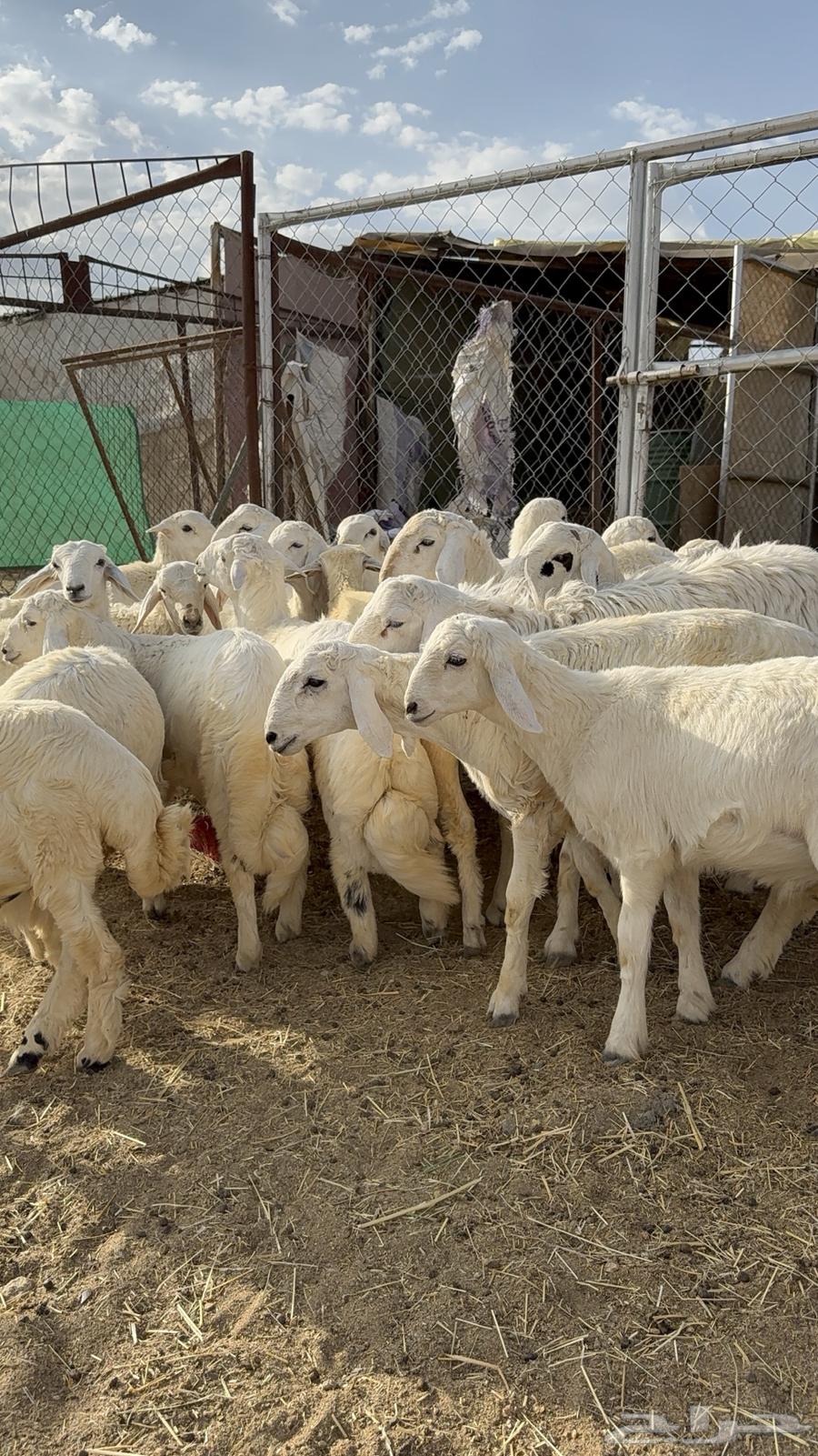 Harsh Sheep64619979952258112