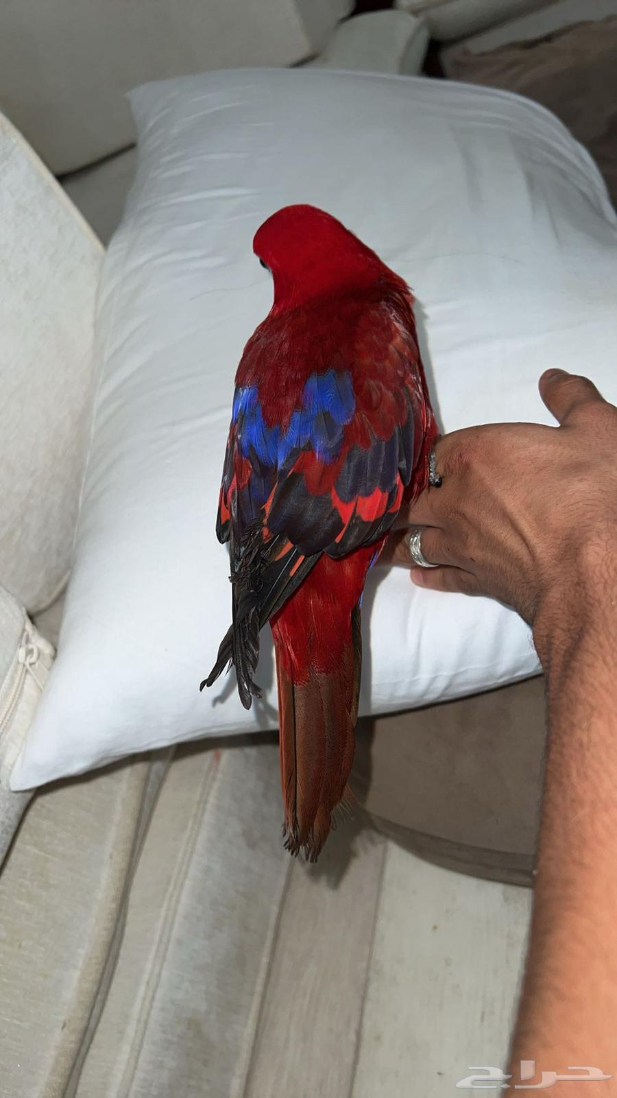 رد لوري اليف ومتكلم تم البيع الله يبارك لراعيه64622103774209113