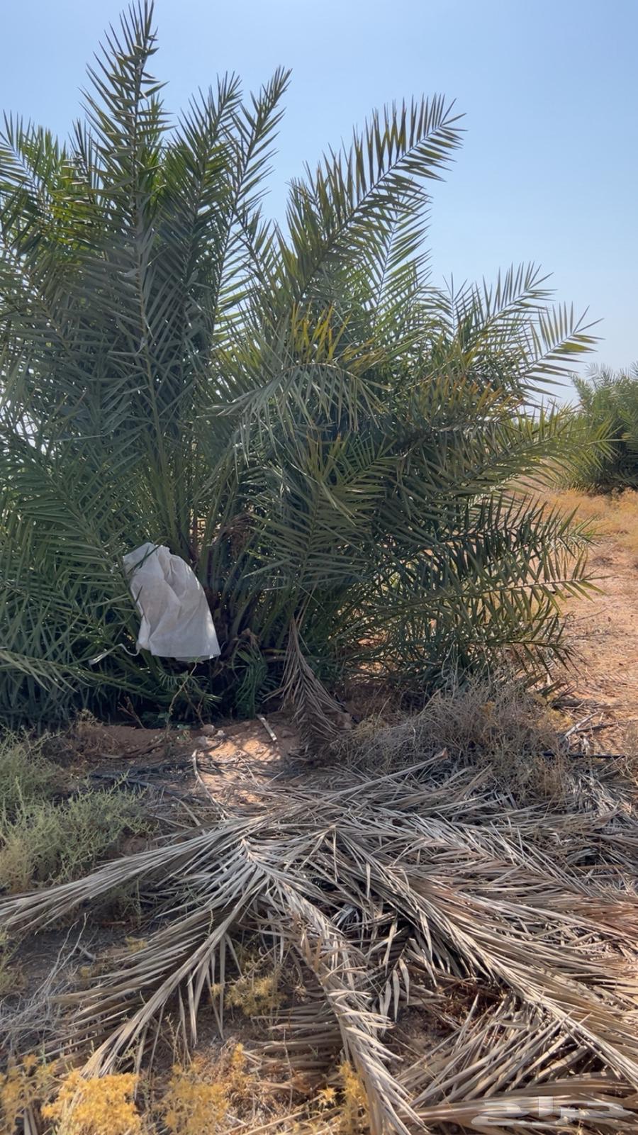 فسائل نخل خلاص للبيع احجام كبيره وبعضه متمر64622500472323110