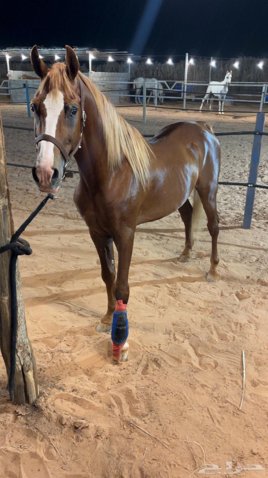 للبيع حصان شعبي جزيري64620279933187114