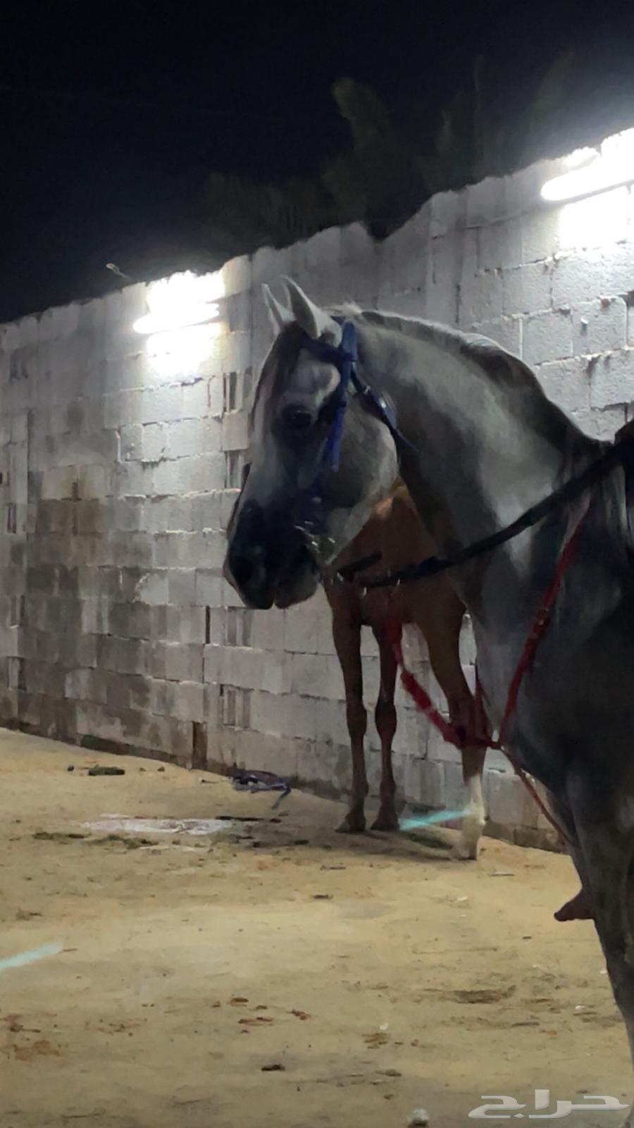 حصان شبعي للبيع هادي العمر 4الطول 6بلكات الون اصفر سليم64617163053187113