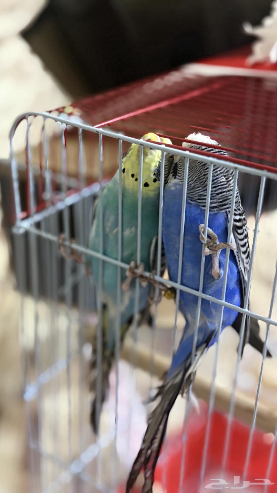 طيور الحب للبيع64620117190659110