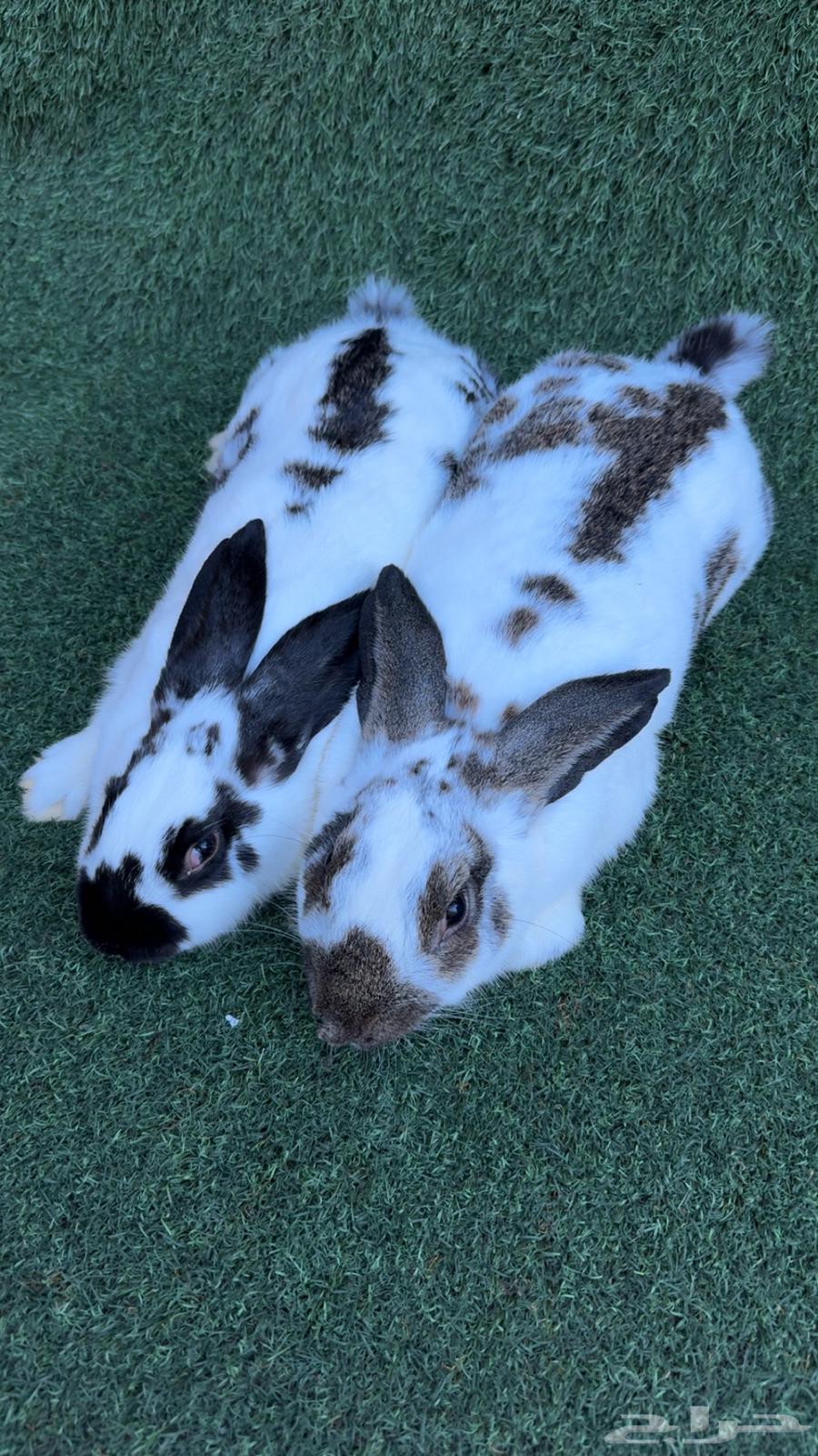 عرضين ارانب سلالات عملاقة (تم البيع)64619229766402111