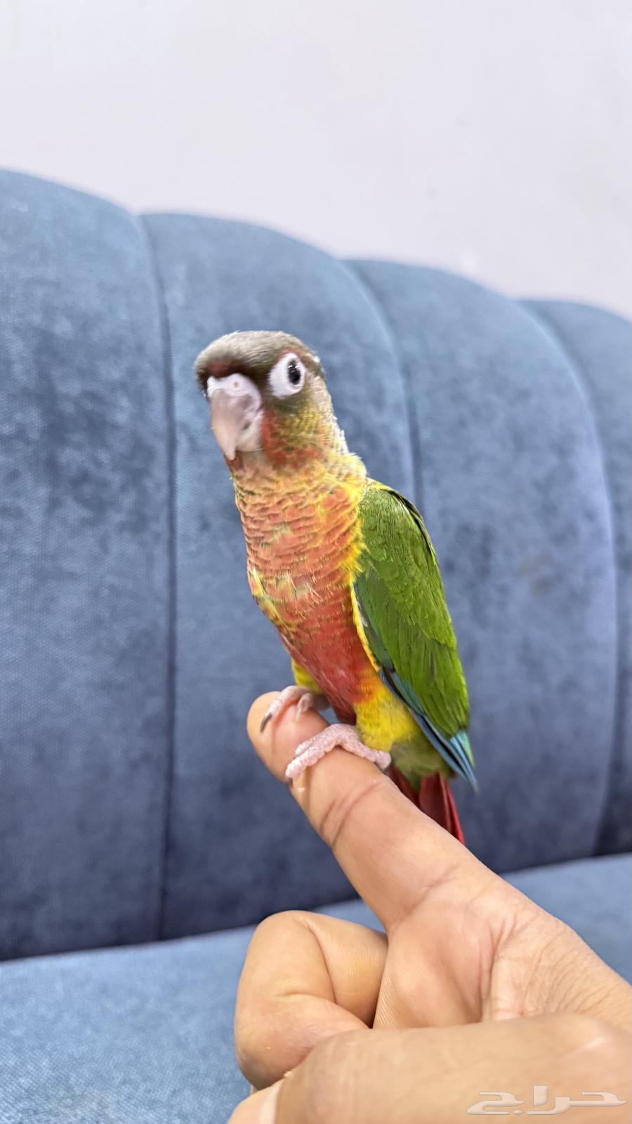 Yellow-Sided Conure Parrots64621129808513112