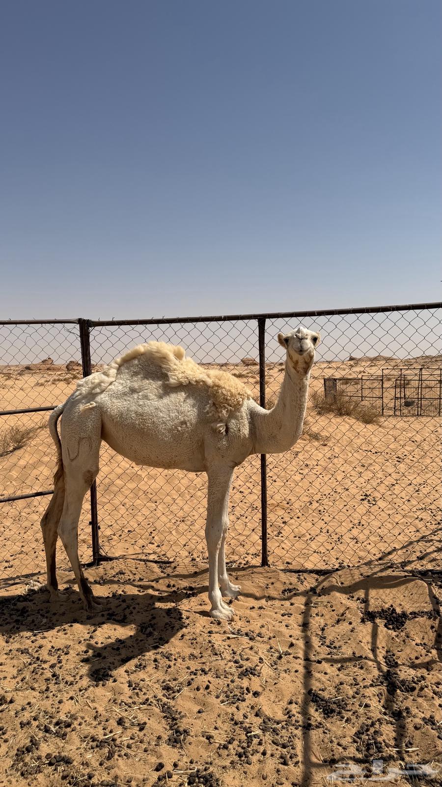 للبيع بكره رمانيه64621567406337112