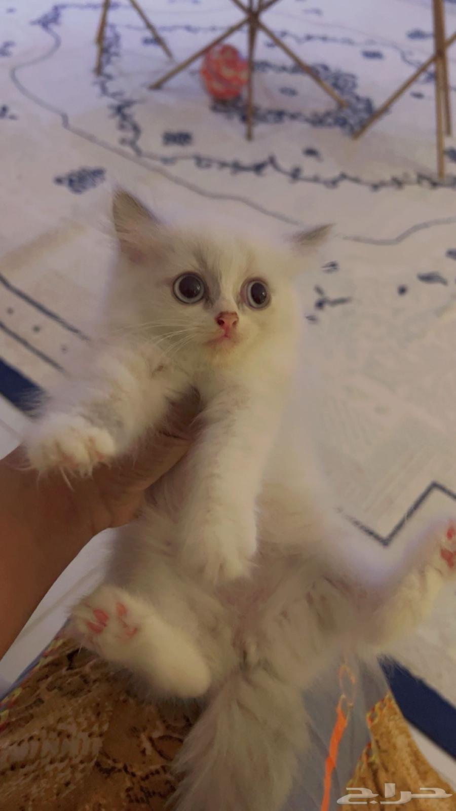 Cats64618252301825111