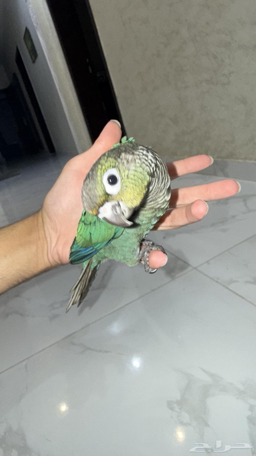 فرخ كنيور بلوشيك64622600270466110