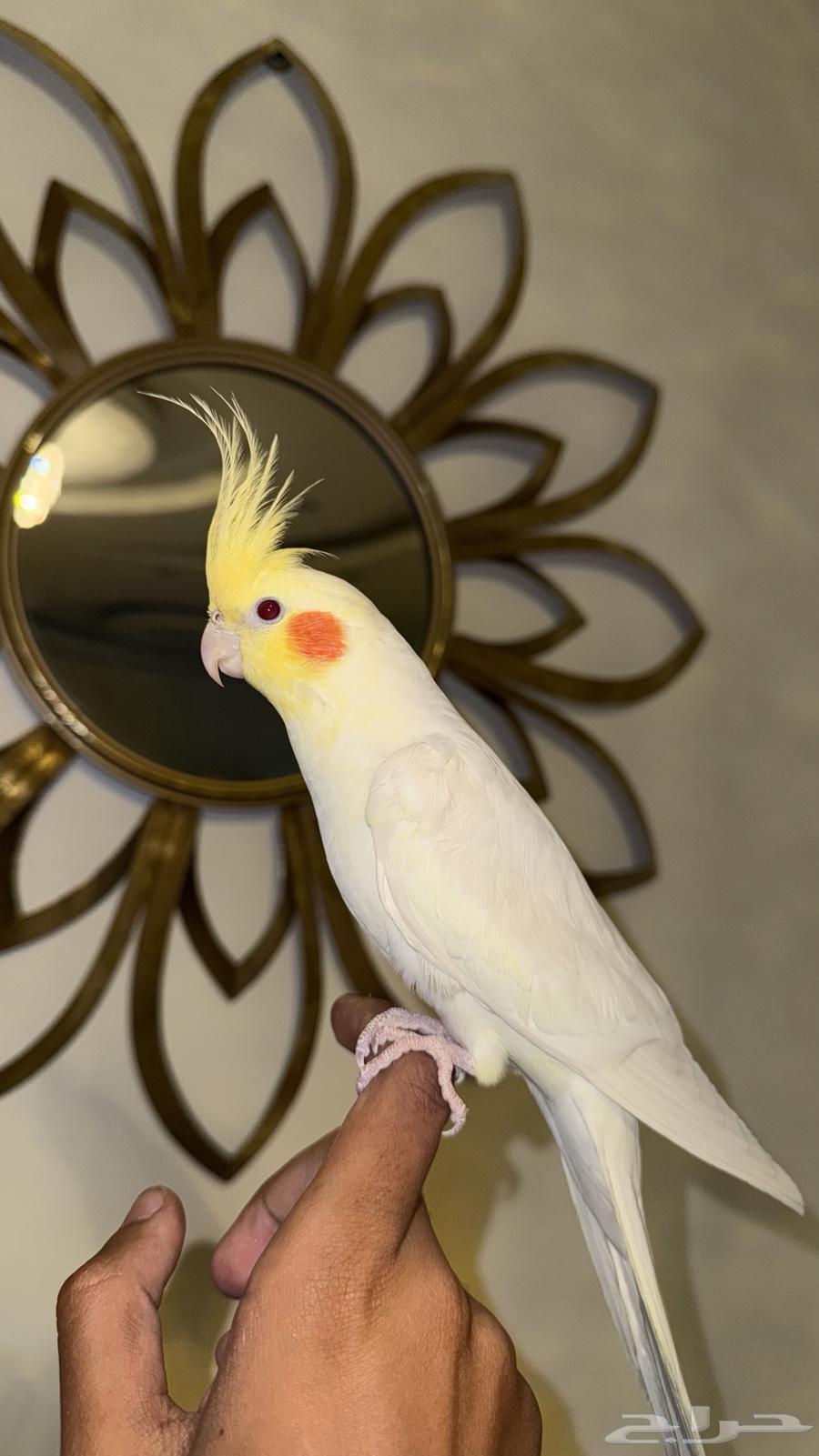 كروان لاتينو اليف64620255024387111