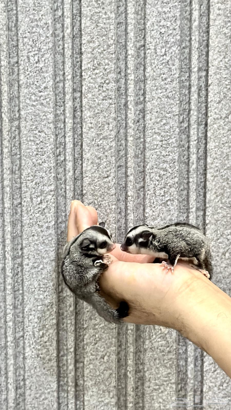 جوز سناجب   سجاب64622041826562112