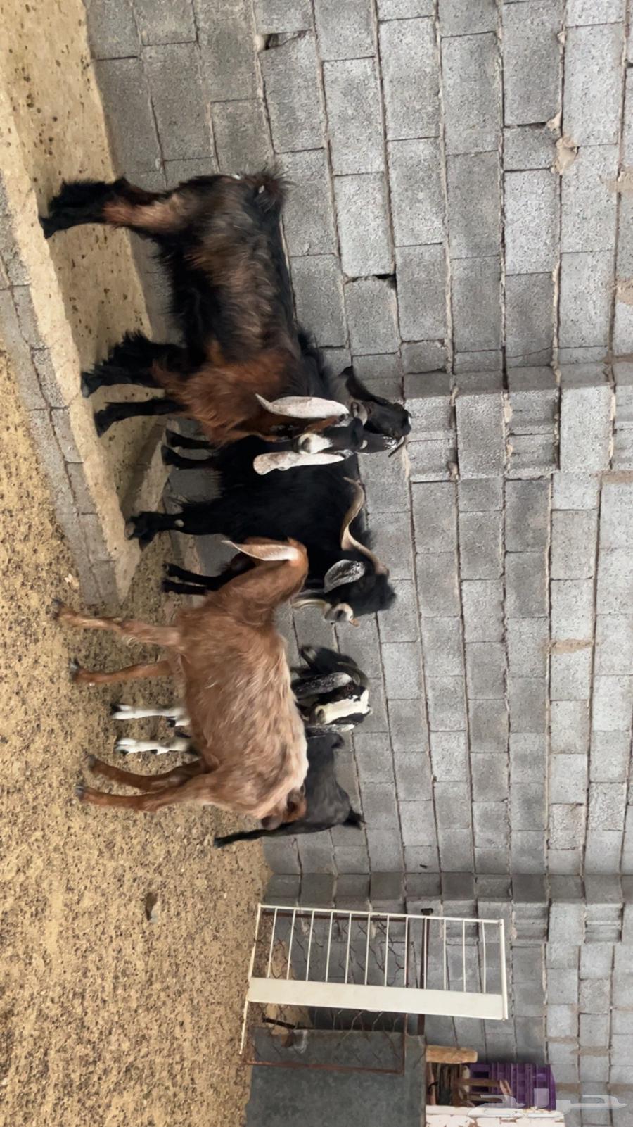 معزه للبيع64619492635906112