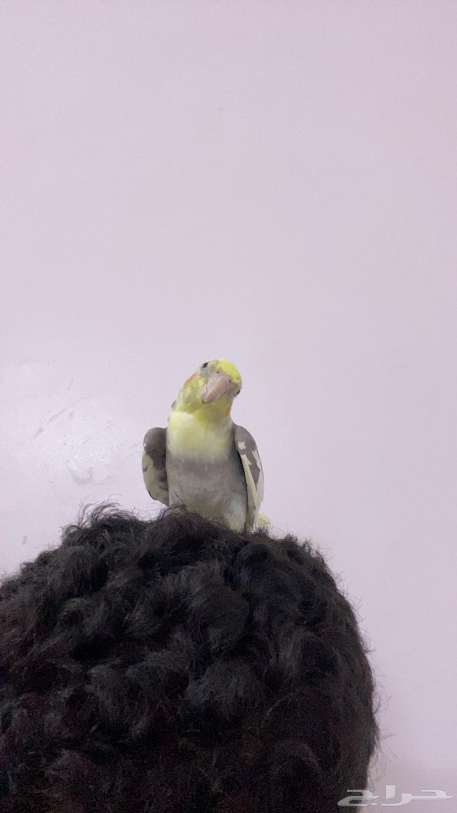 طير كروان ذكر هدد دخالي متكلم64620392439811111